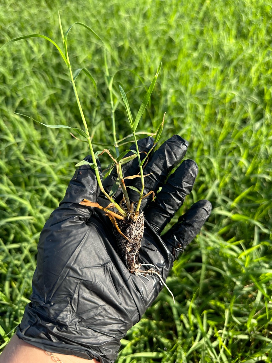 Glauco Benvenutti no campo — CEO e inventor da plantadeira de Tifton, Xiru Mudas